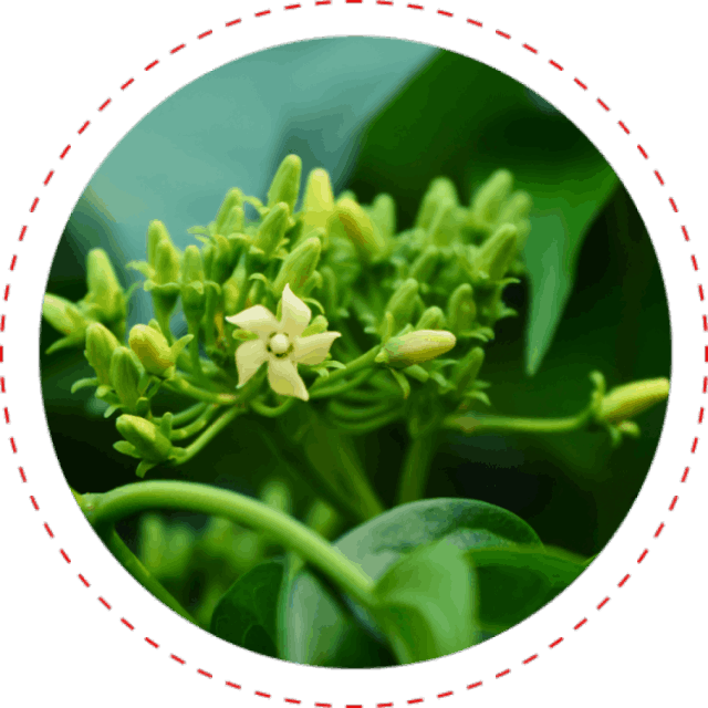 CardioNEX Glucose Management